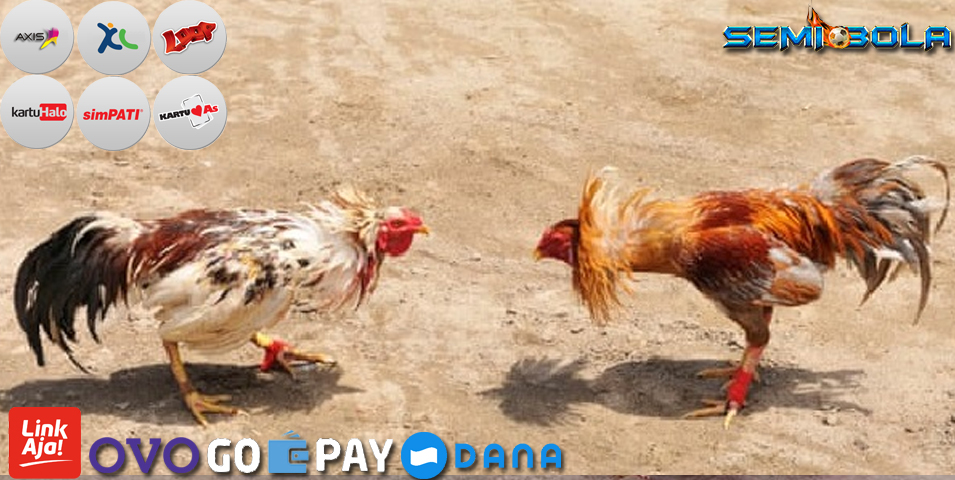 Judi Sabung Ayam Deposit Pulsa